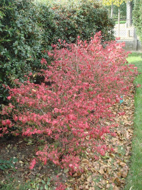 Euonymus alatus 'Compactus' automne